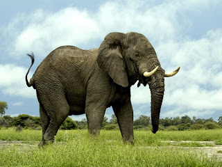 african elephant