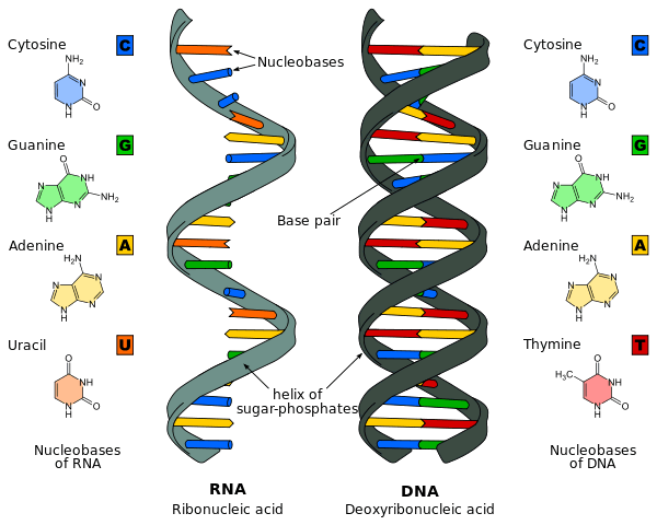 Nucleic Acids