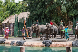 Bali Safari