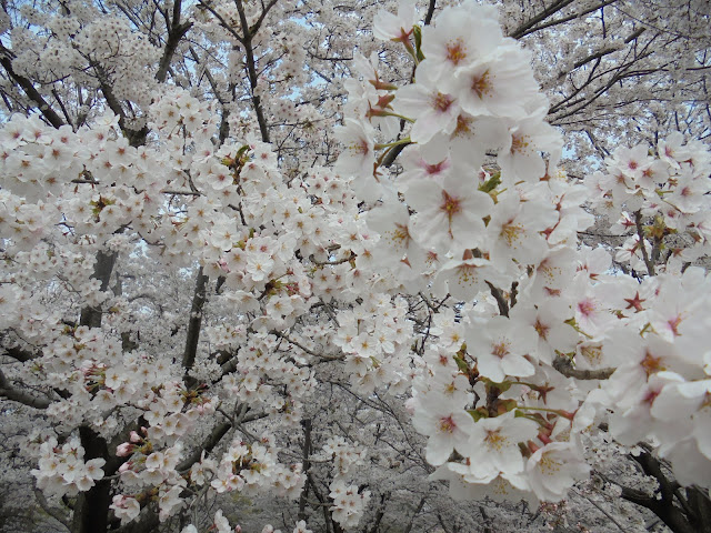 とっとり花回廊の桜の広場のソメイヨシノ桜