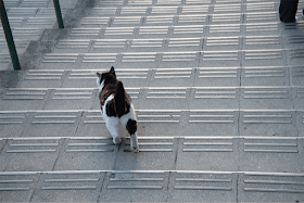 谷中銀座 夕焼けだんだんの野良猫