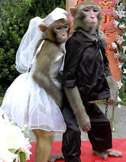 Funny Couple Monkey Couple Picture