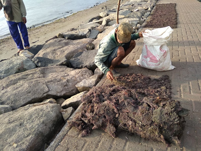 Petani Rumput Laut Baluk Bali