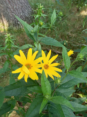 and these are: prairie coreopsis?