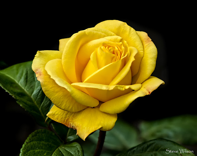 yellow-roses-pictures