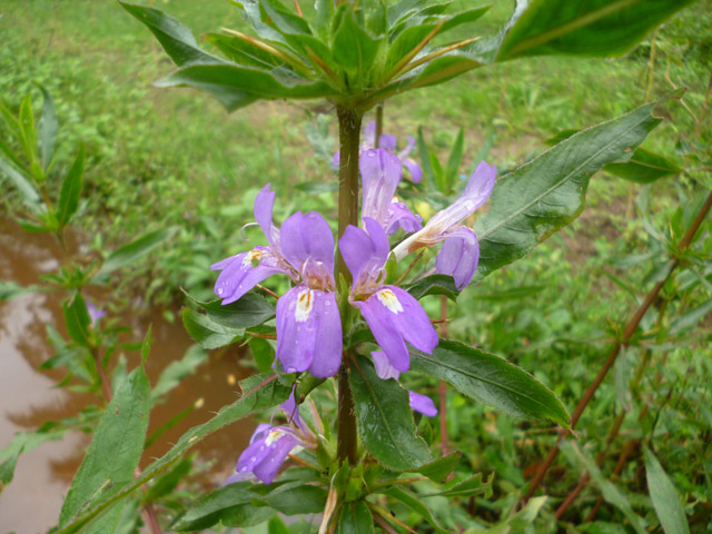 Flowers -Neeramulliya - Marsh Barble