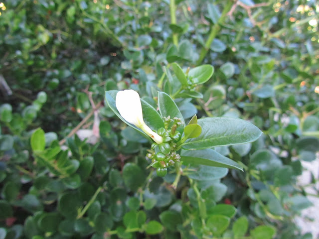 Boccioli Carissa macrocarpa