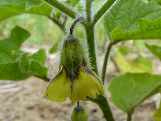 Coqueret hétérophylle - Physalis heterophylla - Cerise de Terre