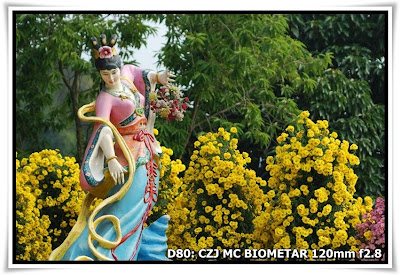 圓玄學院2009菊花展(Chrysanthemum Show 2009 at The Yuen Yuen Institute)@Carl Zeiss Jena MC BIOMETAR 120mm f2.8