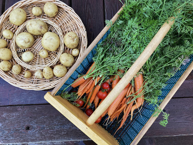 Basket with garden potatoes and carrots