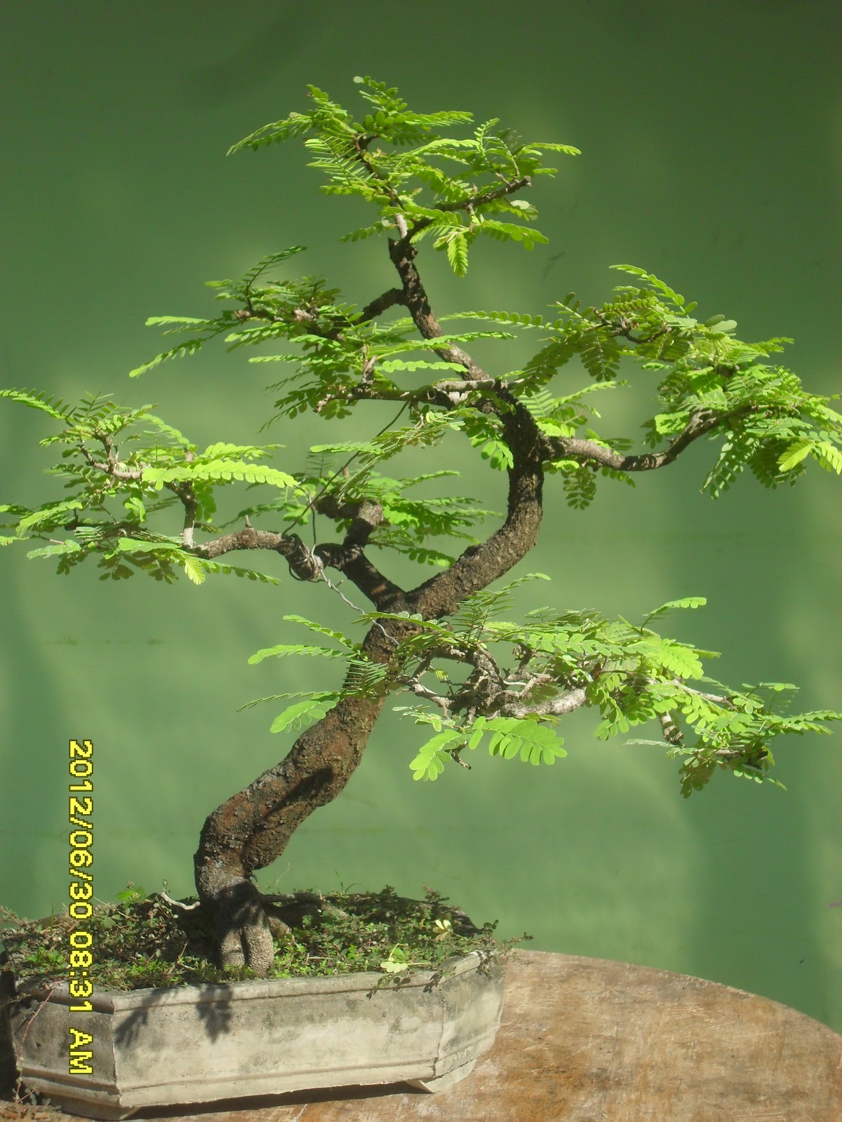 Kumpulan Artikel Tentang Bonsai  kumpulan gambar bonsai 