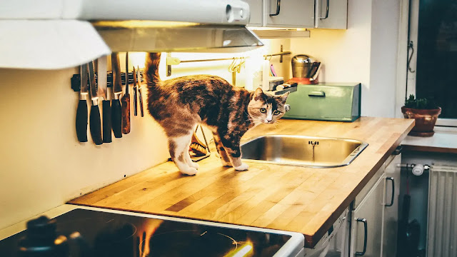 Cat on kitchen counter