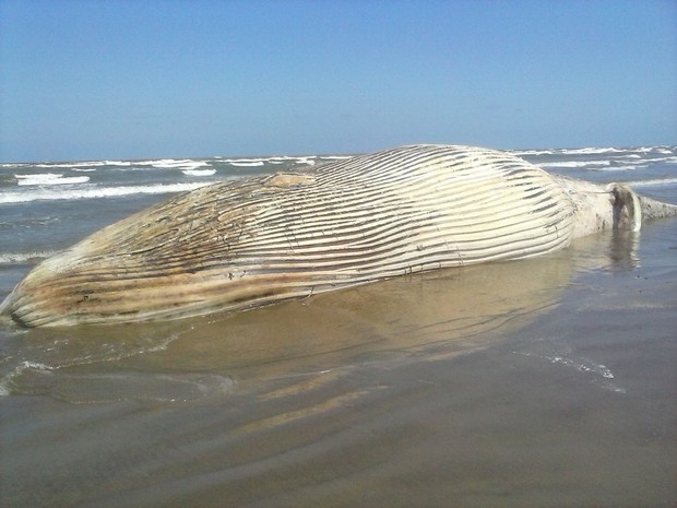Baleia com cerca de 30 toneladas é encontrada morta na praia