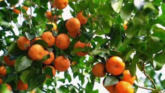 Sihui city sugar oranges have thin peels, sweet and refreshing pulp, and are very popular among consumers. Source: Southern Rural News