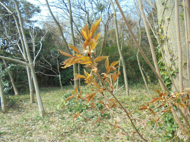 山桜の芽吹き