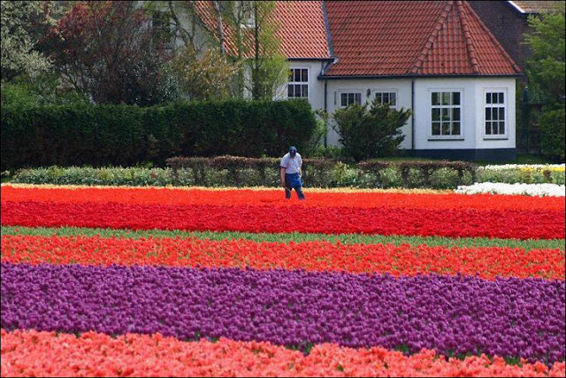 20 شهر مايو في هولندا  موسم حصاد زهور التوليب  جنة على الأرض