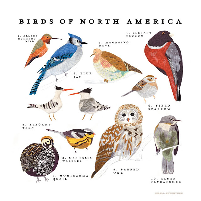 Small Birds Of North America