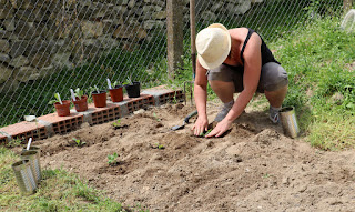 Our veg gets transferred into the garden