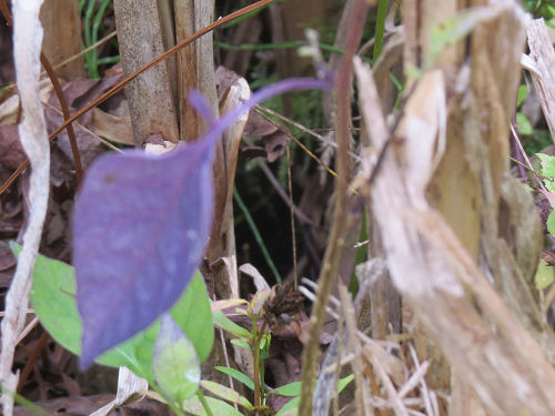 purple leaf