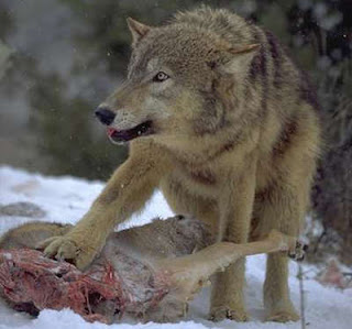 Lobo con su presa