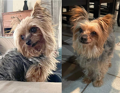 Tiger & Lily Yorkshire Terrier male & female