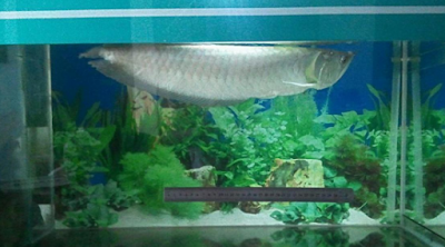 ikan arwana silver dalam aquarium