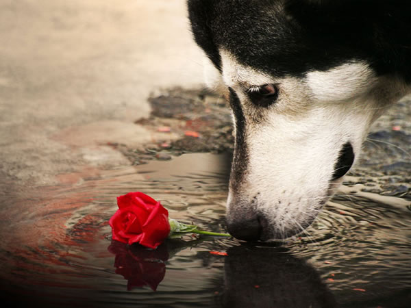 abstract desktop backgrounds, full hd wallpapers, desktop backgrounds hd, desktop wallpaper, computer backgrounds, rose, dog, water