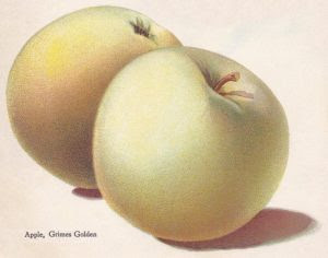 Golden Apples illustration by Alois Lunzer  from Brown Brothers Continental Nursery Catalog 1909 