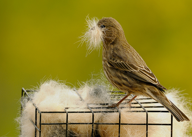 Female House Finch with Nesting Material. Save your dog fur!