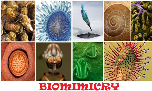The simplest way to describe biomimetic design is that which imitates life. Many believe that the intersection of technology and biology is where we'll find inspiration for the future of innovative design. Considered a blend of science and art, biomimicry is innovation inspired by nature.