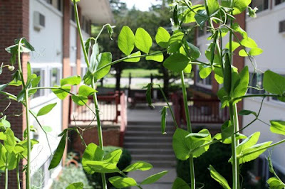 Balcony garden peas