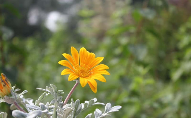 Gazania Flowers Pictures