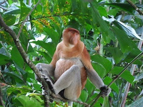 Proboscis Monkey Bako Borneo