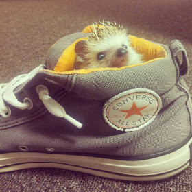 Funny animals of the week - 9 May 2014 (40 pics), cute animals, animal photos, hedgehog sits inside a shoe