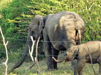 Cabinet nod to gazette Wild Elephant Management Reserve.