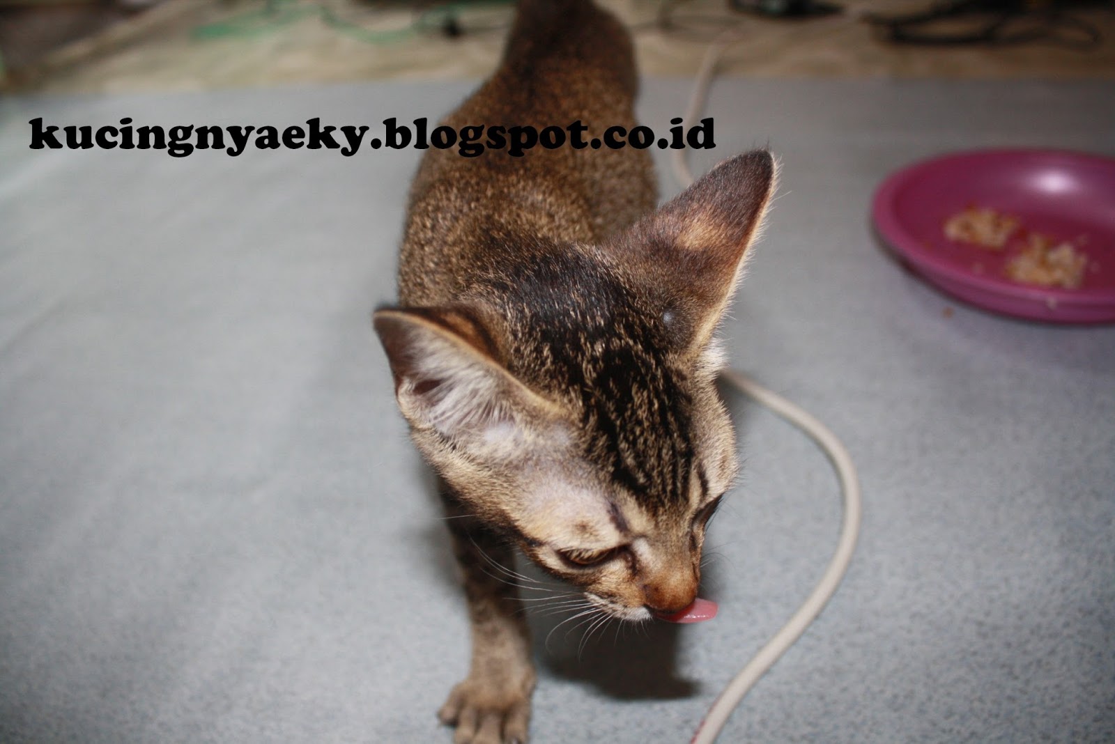 Galeri Kucing Lucu 2016 Part 1 Yupi Si Anak Kucing