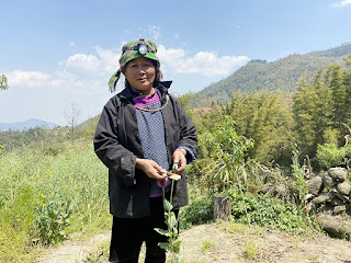 Sapa: Người phụ nữ trồng gần 2.000 cây thuốc phiện trong vườn nhà