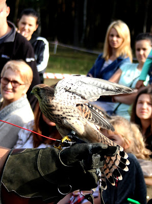 Miracolo, Pustułka zwyczajna (Falco tinnunculus) 