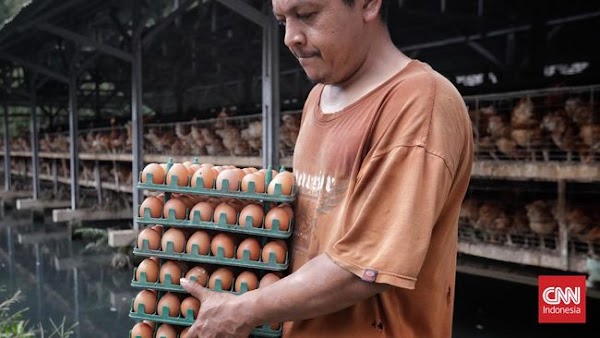 Harga Telur Ayam di Jakarta Capai Rp33 Ribu per Kg