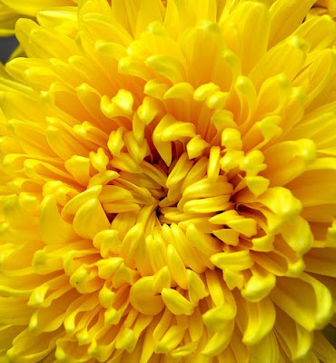 bunga Chrysanthymum