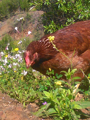 gallina de corral