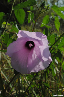 Rosa de río Hibiscus striatus