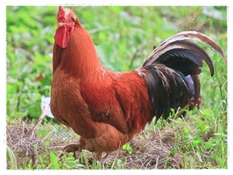 Gambar Ayam  Jantan Bertelur  Dunia Binatang 