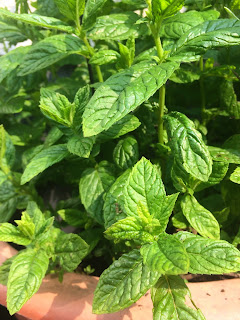 Mint Growing in a Pot