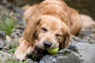 Cachorros brincando de bola