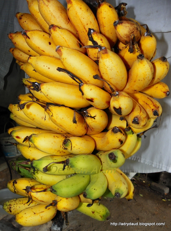 Dedaun Alam: Pisang Kapas