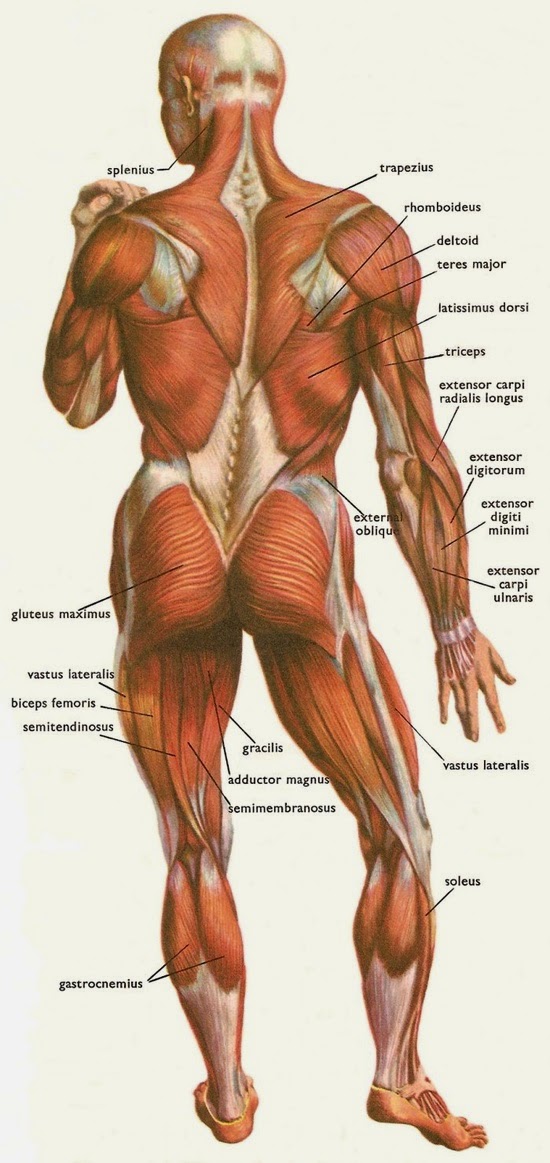 http://all-exercise.blogspot.com/2014/03/blog-post_26.html