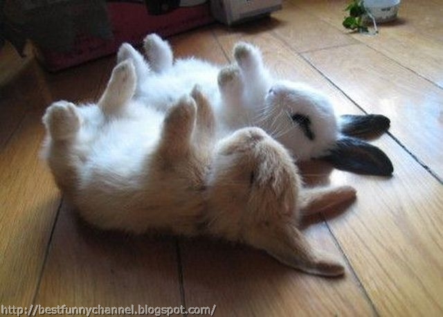 Two funny bunny.