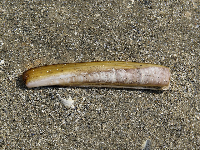 jacknife clam
