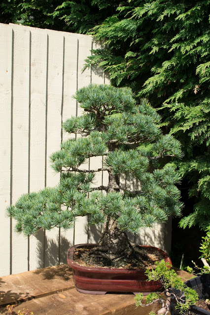 JWP Bonsai, Japanese white pine, Pine Bonsai, Pinus Parviflora